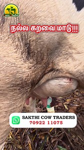 6.6K views · 125 reactions | சீம்பால்  #hfcow #tamilvlog #villagefarming #dairyfarming #desicow #CowMarket #cows @followers @everyone | விவசாய ஆர்வலர்கள் - Vivasaya Arvalargal | Facebook
