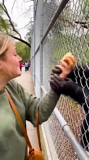 Chimpanzee attacks woman over a cupcake 😳😂 | Victor Dias TV