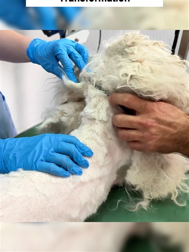 Unbelievable dog grooming transformation P6 #dog #doggrooming #dogrescue #doglover #grooming