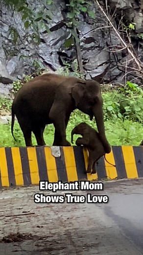 A beautiful moment between mother and calf! 🐘💚 | Sassy