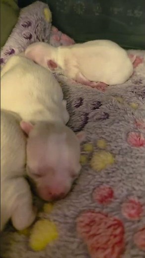 Longhair Chihuahua Puppies - "Sweet Treats" Litter 2026! #chihuahua #chihuahuapuppy #cute #puppy
