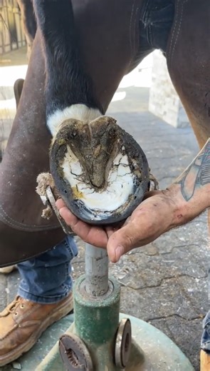 Hoof trim time lapse secrets: What makes farrier work so satisfying