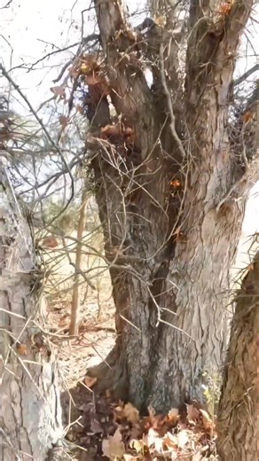 95K views · 1.1K reactions | Honey Locust vs Black Locust | Boys In The Woods | Facebook