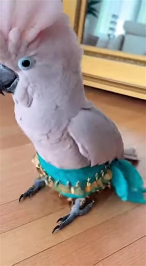 Parrot Shows Impressive Dance Moves