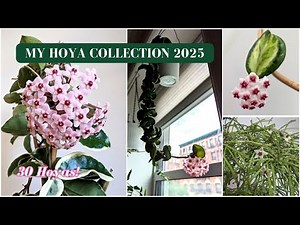 My Entire Hoya Collection Tour 2025🌿 | NYC Indoor Jungle Setup - 30 Plants!