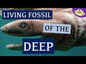 What is a Frilled Shark? 5 Fast Animal Facts You NEED to Know | Weird & Wonderful