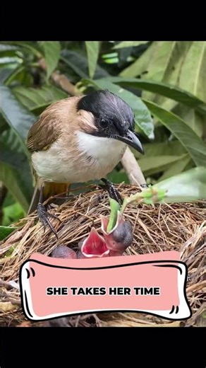 This Mother Bird’s Care Could Save Her Baby’s Life 🕊️