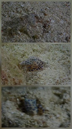 sea pearl divers on Instagram: "Beautiful but very venomous 🫣 Blue ring octopus 🐙💙 #seapearldivers #siquijordiving #siquijorisland #siquijor @val_thediver"