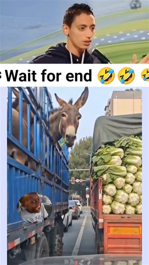 Angry donkey Funny Moment 🤣🤣 #funny #animalcomedy #comedy