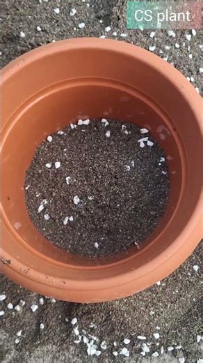 spider plant soil available CS plant store