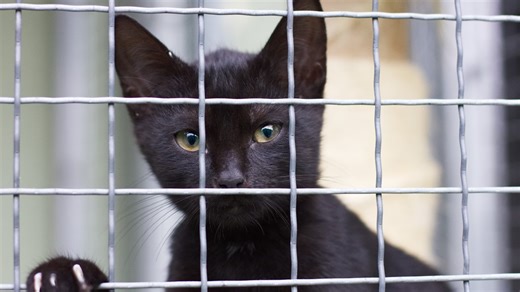 How this tick-borne illness could be deadly to cats