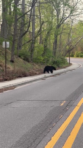 Mama bear carries cub across the street