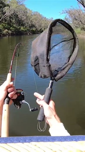 Big Redfin Perch - kayak fishing Western Australia’s south west. #fishingaustralia #perchfishing