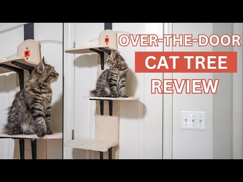 MEWOOFUN Over The Door Cat Tree Review