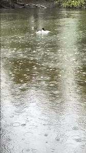 The common merganser #merganser #youtubeshorts