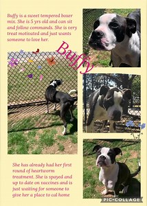 1.5K views · 26 reactions | Buffy ❤️ | Decatur Animal Services | Facebook