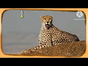 Animal party Cbeebies