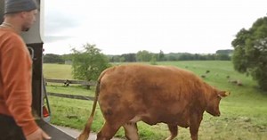 Cow Cries As She Knows She's About To Be Slaughtered, But Then An Angel Saves Her
