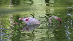 A pink flamingo swims in the pond, its reflection can be seen on the surface of the water. The bird lowers its head to the bottom of the reservoir and takes out food with its beak
