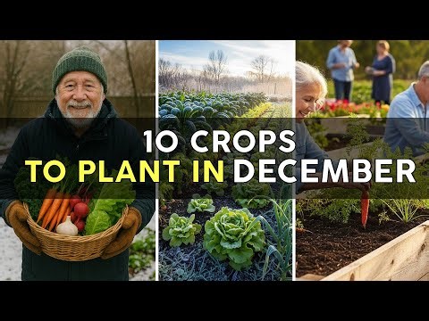 Plant These 10 Crops in December for a Massive Winter Harvest