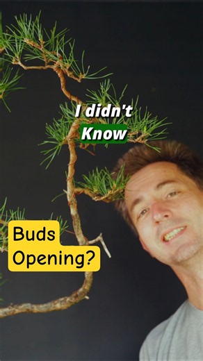 This Pine Bonsai Is Backbudding Everywhere!