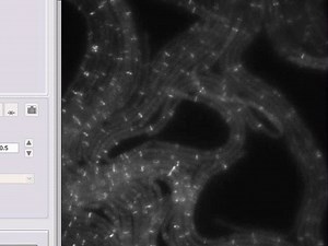 Super-resolution Imaging of the Cytokinetic Z Ring in Live Bacteria Using Fast 3D-Structured Illumination Microscopy f3D-SIM