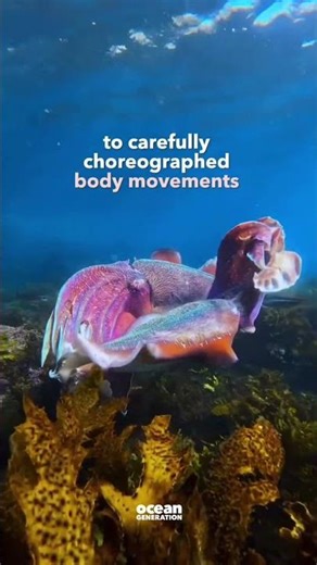 Why mating is EXHAUSTING for the cuttlefish👀