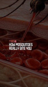 1.9M views · 15K reactions | How Mosquitoes Really Bite You - A female mosquito tracks your breath and body heat, slices into your skin with specialized mouthparts, injects saliva to keep your blood flowing, and quietly drinks it through a straw-like tube—often before you even feel the itch. | The Brain Maze | Facebook