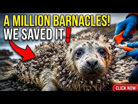 Poor Baby Seal Infected By A Million Barnacles, Rescued By Kind Rescue Team