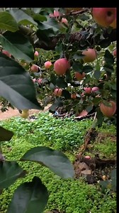 Pink lady apple 🍎🍎 Orchards farm's walkthrough video | Zortrax Agriculture Corporation