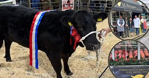 Meet your meat: Sheffield butchers wrangles 'champion' cow for Christmas orders