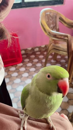 Pittu ❤️❤️❤️