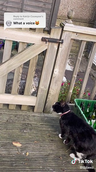 Cat Screaming Match - Hilarious Cat Fight Compilation