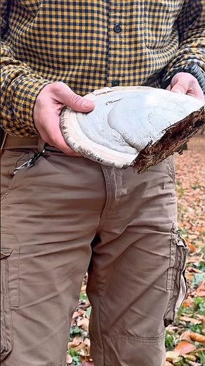 Preparing Tinder Fungus for Bushcraft Fire | Full Primitive Method