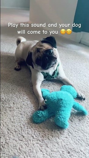 Talk to Your Dog Today