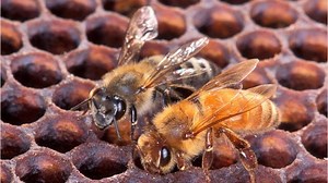 5 things to know about killer bees