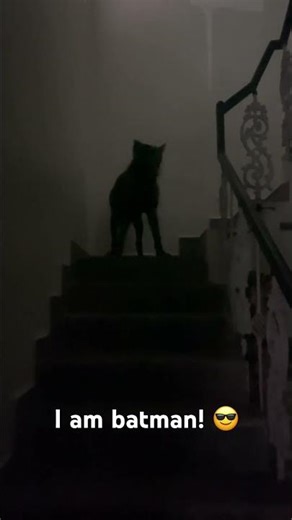 Dark knight rises #canecorso #batman #batdog #batmanvsuperman #dogshorts #dogs #night #hunting