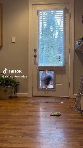 Caught him red (literally) handed! . . . . . #dog #dogfunny #puppy #puppyfunny #funny #silly #irishsetter #viral #red #dogsoftiktok #funnydog #beautiful #funnypuppy #setter #irish #sillygoose #sillydog #doggo #doglove #doggosdoingthings