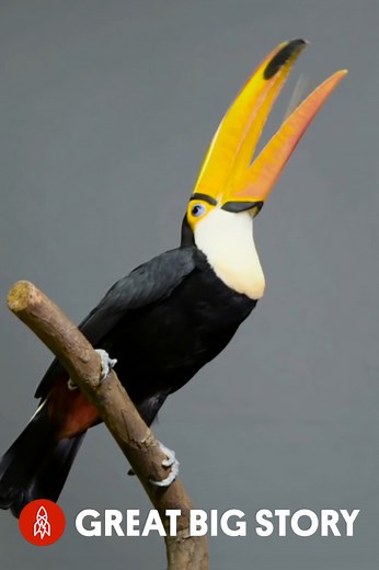 Exploring the unique world of the toco toucan