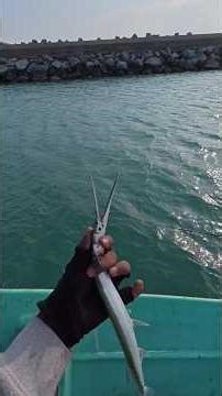 Aggression Characteristic and Nature's scariest Predator to small fishes is Needlefish #fishing