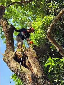 Old Trembesi Tree Removal!