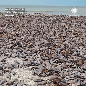 Nature's aftermath: A blanket of pen shells covers the shores of Marco Island, Florida, following Hurricane Milton. | AccuWeather