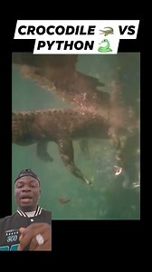 3.3K views · 30 reactions | Crocodile vs Python, who wins  樂 #fbreels #trending #animals #fighter | World News | Facebook