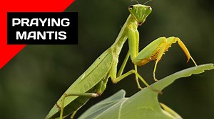 2.5K views · 39 reactions | Praying Mantis聯 The Masters of Disguise...