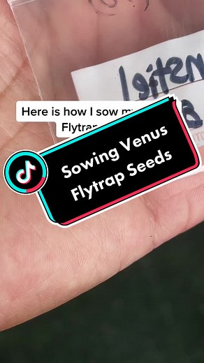 How to Sow Venus Flytrap Seeds for Healthy Seedlings