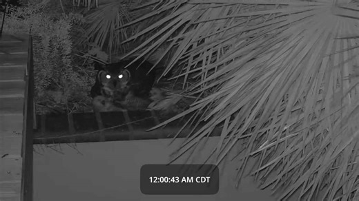 Family of great horned owls takes over Padre Island backyard under federal protection