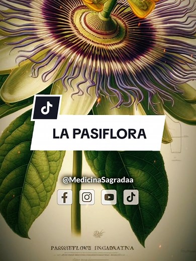 La Pasiflora: El Secreto del Descanso Profundo