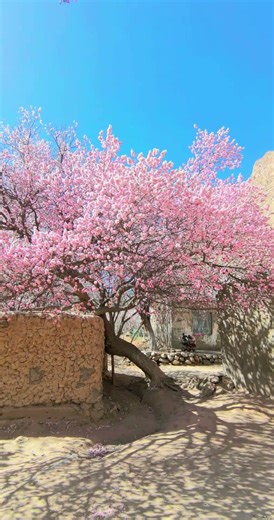 阿克陶塔尔乡这棵网红树火了！老房、繁花、歪脖树...这意境绝了！#昆仑春色 #阿克陶 #新疆旅游 #网红树 #杏花