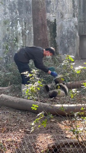 Baby Panda Loves Playing with Keepers!