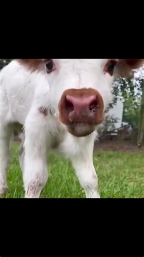 song: INFERIOR - pomoc #brutal #bpedits #jumpstyle #vegan #bpedit | Vegan